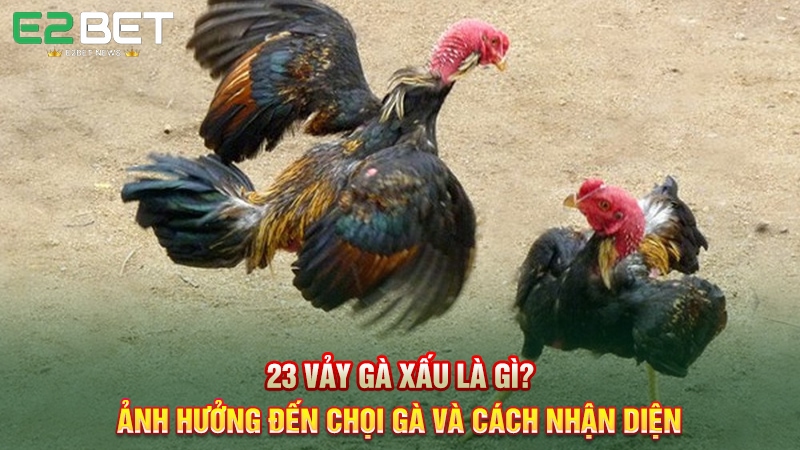 23 Vảy Gà Xấu Là Gì? Ảnh Hưởng Đến Chọi Gà Và Cách Nhận Diện