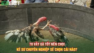 78 Vảy Gà Tốt Nên Chọi Kê Sư Chuyên Nghiệp Sẽ Chọn Cái Nào? 