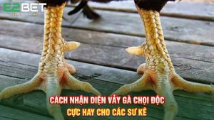 Cách Nhận Diện Vảy Gà Chọi Độc Cực Hay Cho Các Sư Kê