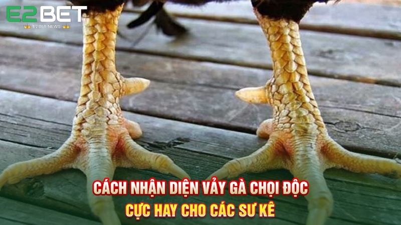 Cách Nhận Diện Vảy Gà Chọi Độc Cực Hay Cho Các Sư Kê