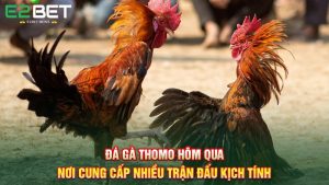 Đá Gà Thomo Hôm Qua - Nơi Cung Cấp Nhiều Trận Đấu Kịch Tính