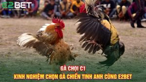 Gà Chọi C1 - Kinh Nghiệm Chọn Gà Chiến Tinh Anh Cùng E2BET