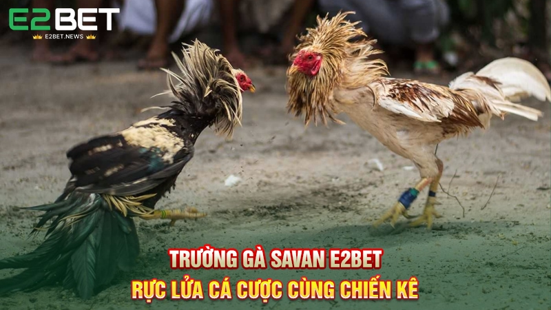 Trường Gà Savan E2BET - Rực Lửa Cá Cược Cùng Chiến Kê