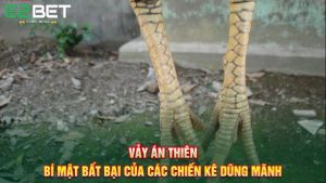 Vảy Án Thiên - Bí Mật Bất Bại Của Các Chiến Kê Dũng Mãnh