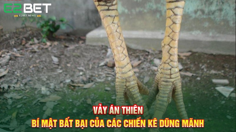 Vảy Án Thiên - Bí Mật Bất Bại Của Các Chiến Kê Dũng Mãnh