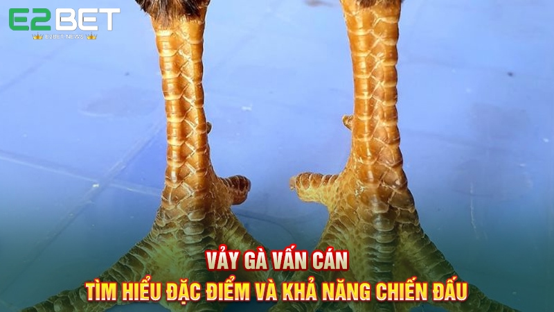Vảy Gà Vấn Cán - Tìm Hiểu Đặc Điểm Và Khả Năng Chiến Đấu