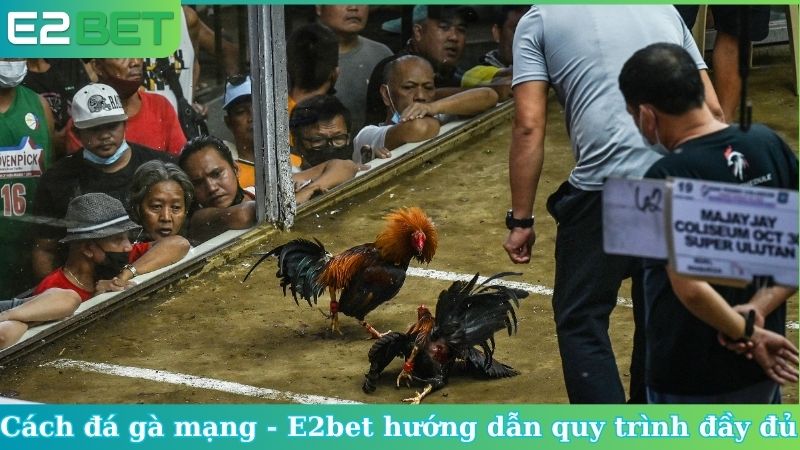 Cách đá gà mạng