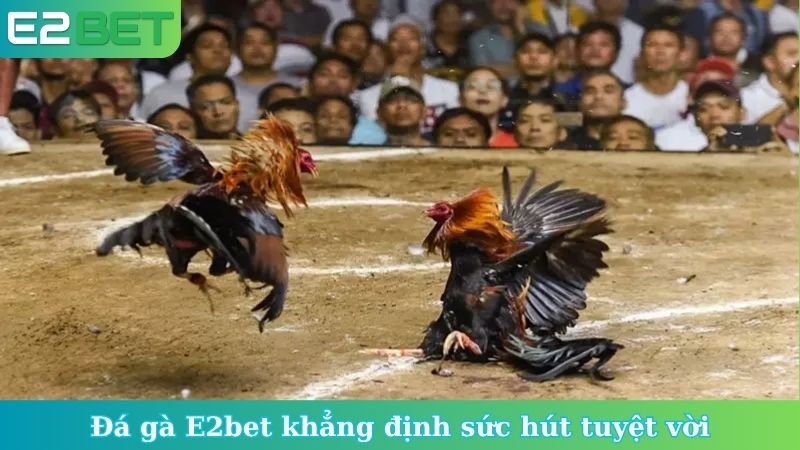 Đá gà E2bet khẳng định sức hút tuyệt vời