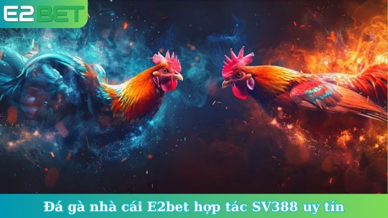 Đá gà nhà cái E2bet hợp tác SV388 uy tín