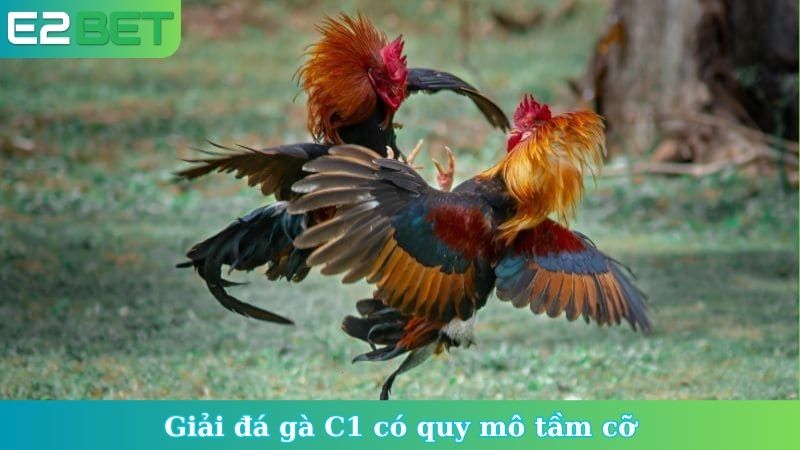 Giải đá gà C1 có quy mô tầm cỡ