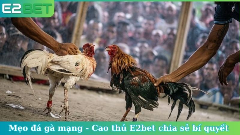 Mẹo đá gà mạng
