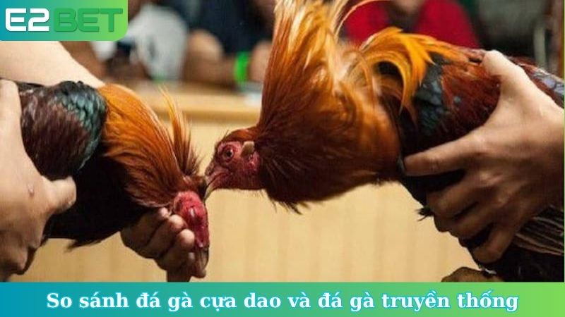 So sánh đá gà cựa dao và đá gà truyền thống