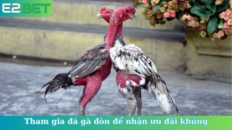 Tham gia đá gà đòn để nhận ưu đãi khủng