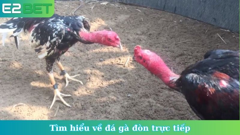 Tìm hiểu về đá gà đòn trực tiếp