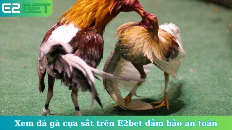 Xem đá gà cựa sắt trên E2bet đảm bảo an toàn