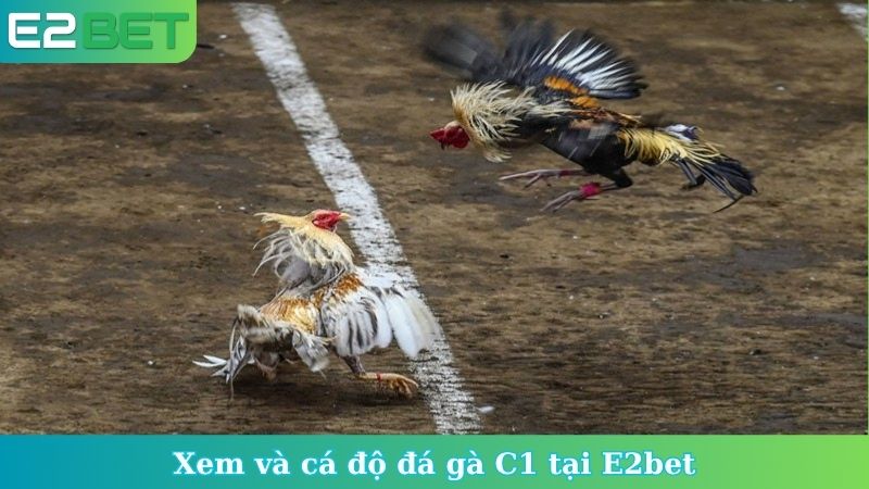 Xem và cá độ đá gà C1 tại E2bet